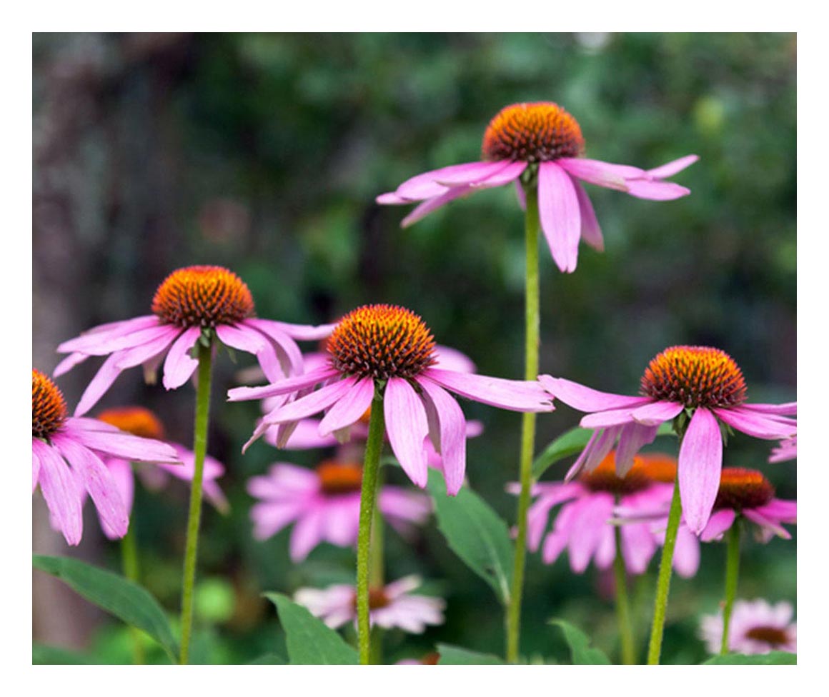 Echinacea Traditional Medicinals