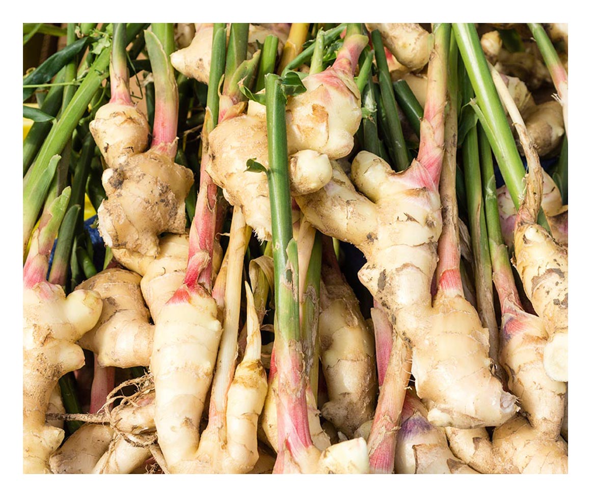 Ginger Traditional Medicinals