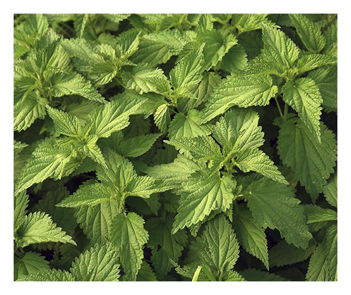 Nettle  Traditional Medicinals