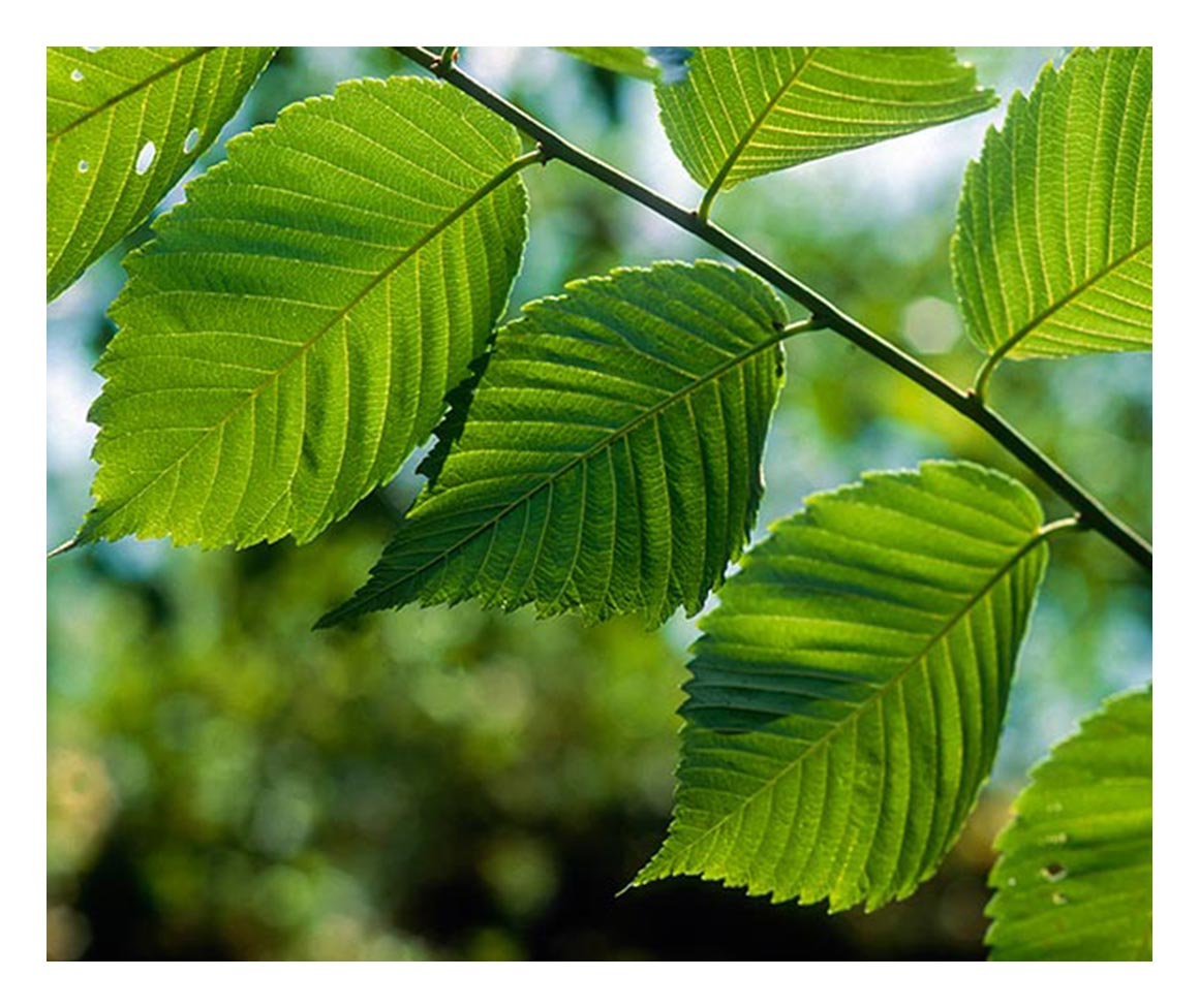 Slippery Elm Traditional Medicinals 9145