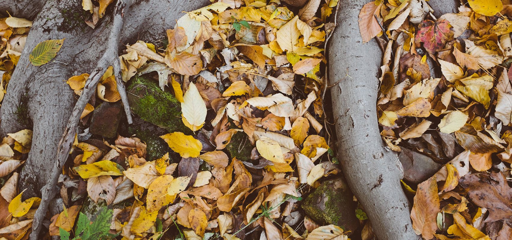 Wellness in nature: 5 ideas for autumn